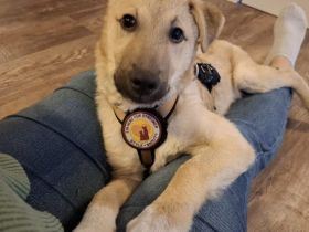 Zuhause gesucht für Chester