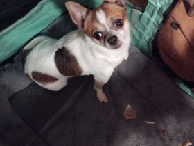 Schöner Chihuahuarüde