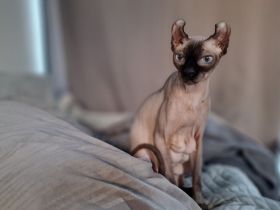 Kanadische Sphynx Katze