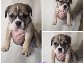 Old English bulldoggen