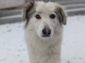 Bezaubernde Lila sucht geduldige Zuhause