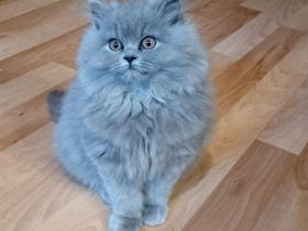 Typ volle Britisch Langhaar Kitten aus kleiner Hobbyzucht......