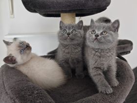 BKH Kitten in blue und blue point