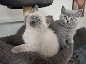 BKH Kitten in Blue und Blue Point/ Noch zwei Kater frei