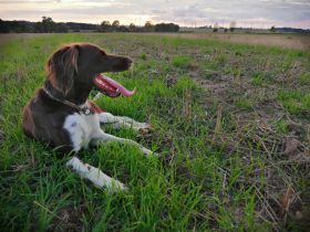 Kleiner Münsterländer Welpen