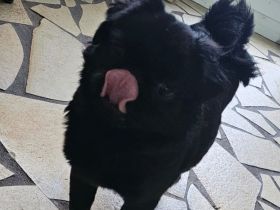 Mops Hündin Fluffy schwarz