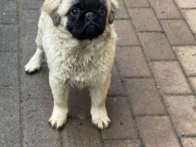 Mopsrüde Otis langhaarig beige mit schwarzer Maske