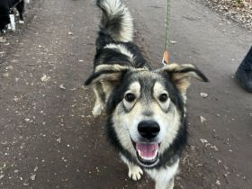 Lebensfroher Enzo sucht Haus mit Garten