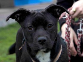 Nadel im Heuhaufen für soziale und freundliche Coffee gesucht