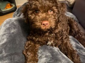 Lagottomädchen 12 Wochen