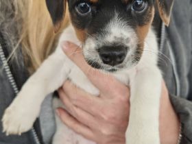 Wunderschöne reinrassige Jack Russell Welpen