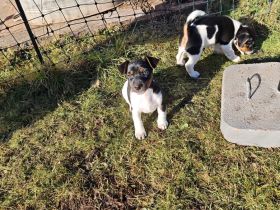 Wunderschöne reinrassige Jack Russell Welpen