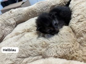 Maine-Coon Kätzchen suchen ein liebevolles Zuhause ab dem 25.03.2026 mit einem Alter von 12 Wochen