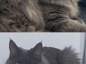 Maine-Coon Kätzchen suchen ein liebevolles Zuhause