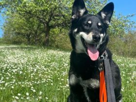 Aiko sucht ein ruhiges Zuhause