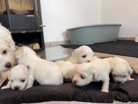 6 kleine Malteser Babys