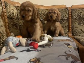 Cocker spaniel welpen