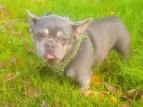 Französische Bulldogge Giselle