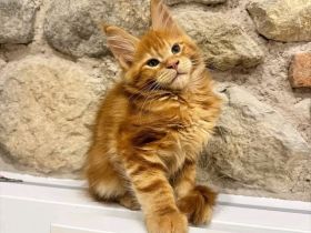 Maine-Coon-Kätzchen  https://familienfreundlichekatzchen.com/verfugbare-katzchen/