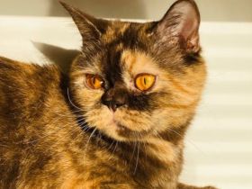 BKH Dame sucht zuhause