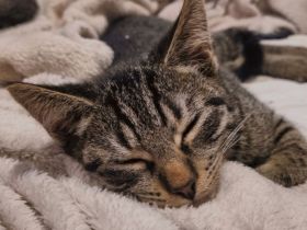 Kitten sucht Zuhause