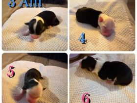 Australian Shepherd Border Colli mix