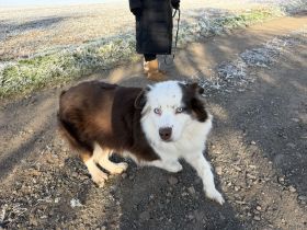 Australian Shepherd Border Colli mix Wurfankündigung