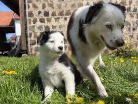 Australian Shepherd Border Colli mix noch 1 Hündin