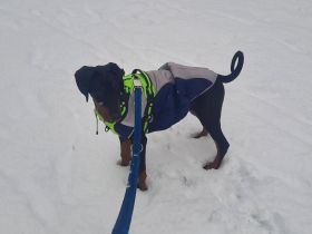 Dobermann Rüden Welpe