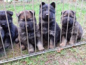 Deutsche Schäfehundwelpen