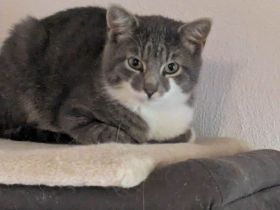 Grummel hübsches Katerchen sucht Zuhause