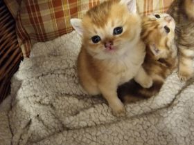 Britisch kurz haar kitten reservieren