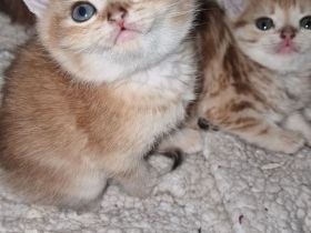 Bkh kitten reinrassige Reservierung