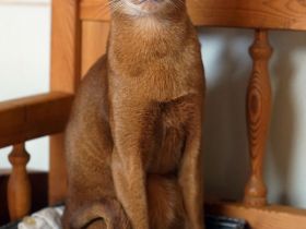 Abessinier Kater, reinrassig