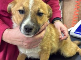 Gabriel, ein kleiner, freundlicher Kerl sucht ein schönes Zuhause