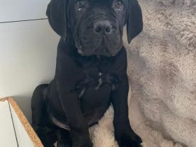 Reinrassige Cane Corso Welpen Rüden