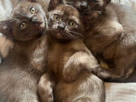 Burma Kitten