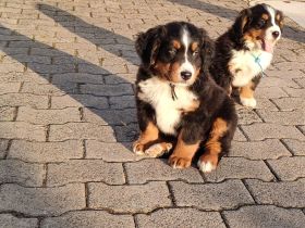 Bernersennenwelpen suchen ein neues Zuhause