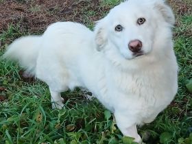 Junge Notfellnase Tamy / weiblich, kastriert / derzeit noch in Griechenland