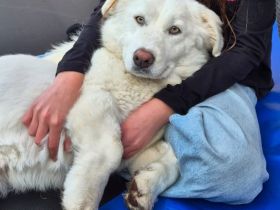 Junge Notfellnase Tamy / weiblich / in 47918 Tönisvorst NRW