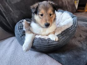 Darling Ivy, sehr lieb und verkuschelt!