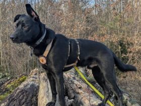 Zuhause gesucht für Leno