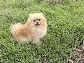 Pomeranien Cookie sucht ein Zuhause