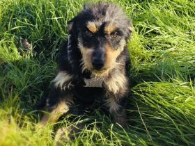 Krasi ein kleines Terrier Mädchen