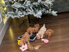 🥨Liebhaber von Mini-Maltipoos können mir gerne eine E-Mail schreiben.🥨