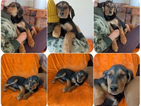 Moritz – freundlicher und tapferer junger Rüde. Vito – sanfter, neugieriger und verspielter junger .