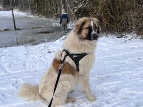 Monty sucht seine Für-Immer-Familie