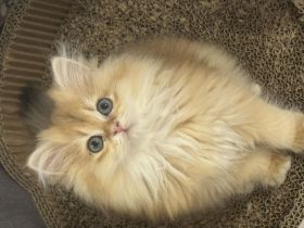 Reinrassige BKH Kitten mit Stammbaum