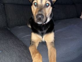 Junge Hündin sucht dringend ein neues Zu Hause