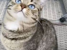 BKH Katze Mirabelle blaue Augen, mit Sohn, Stammbaum, Chip , Gesundheitszeugnis,  genetische  Tests